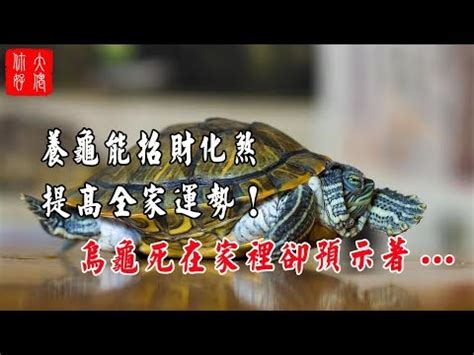 烏龜代表|烏龜是什麼神？探索烏龜在神話與文化中的象徵意義